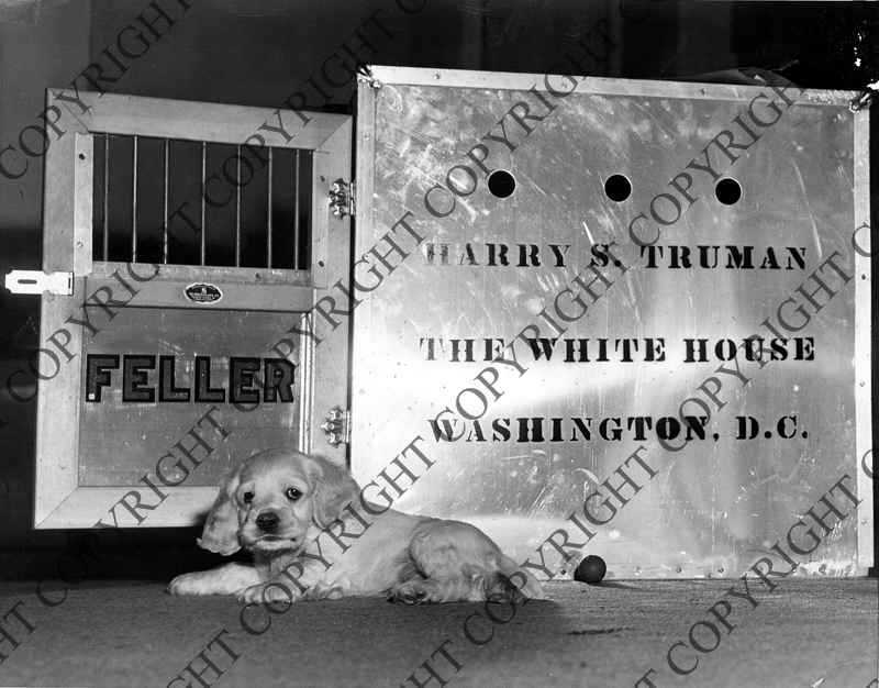 Harry S. Truman's dog Feller Harry S. Truman