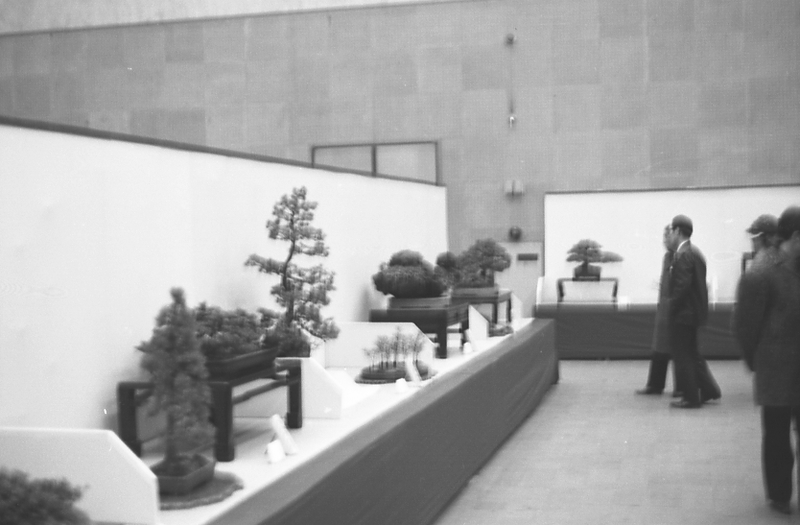 Bonsai Tree Exhibit Harry S. Truman