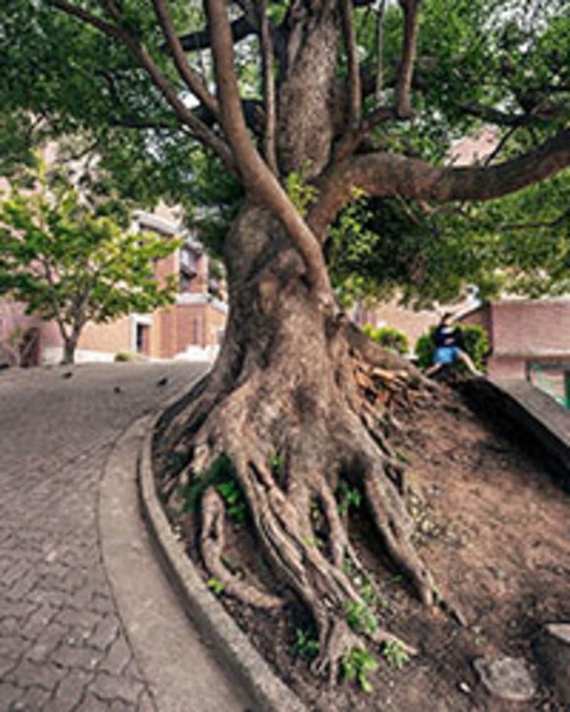 A bombed tree