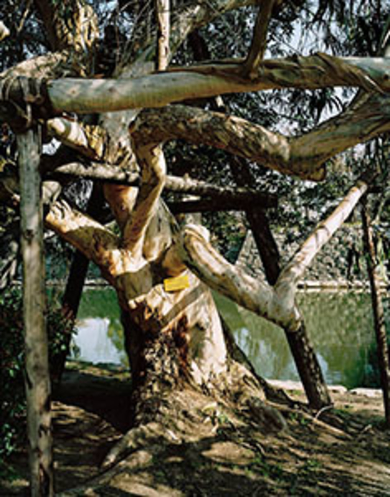 A-Bombed Tree